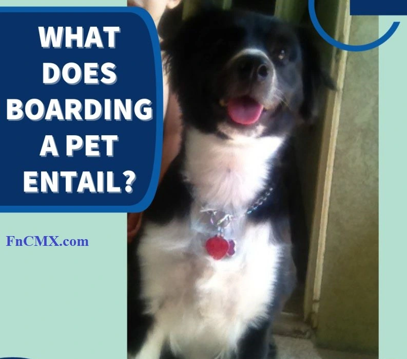 What Does Boarding a Pet Through DoD Entail: