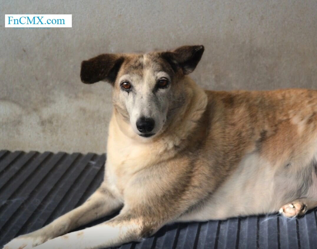 The Streets of Pune for the Animal Birth Control (ABC) surgery